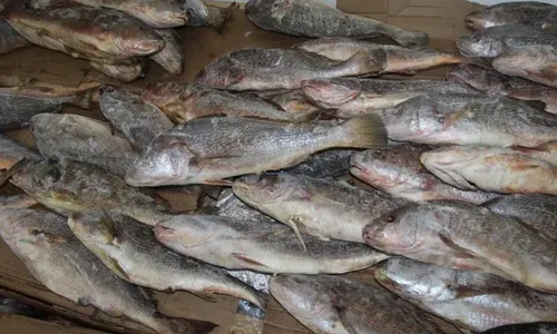 
                                        
                                            Semana Santa: gestores gastam quase R$ 4 milhões em peixes e outros produtos para doações
                                        
                                        