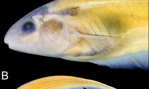 
				
					Cientista da UFPB participa da descoberta de três novas espécies de peixe
				
				