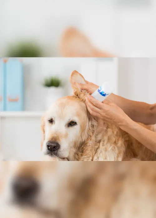 
                                        
                                            Otite em cães: o que fazer?
                                        
                                        