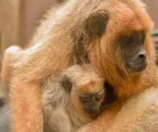 Bica encerra censo que tem como objetivo preservar animais do local, em João Pessoa