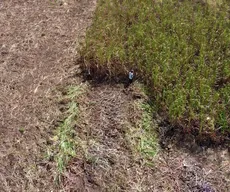 Engenhos: da rapadura para a desmistificação da dose de cachaça