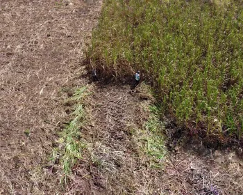 Engenhos: da rapadura para a desmistificação da dose de cachaça