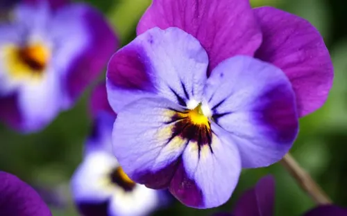 
				
					"A última violeta partiu". Não há mais as tias de Zé Ramalho, as filhas do Avôhai
				
				