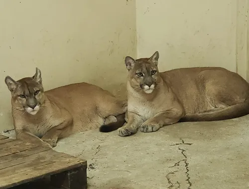 
				
					Bica encerra censo que tem como objetivo preservar animais do local, em João Pessoa
				
				