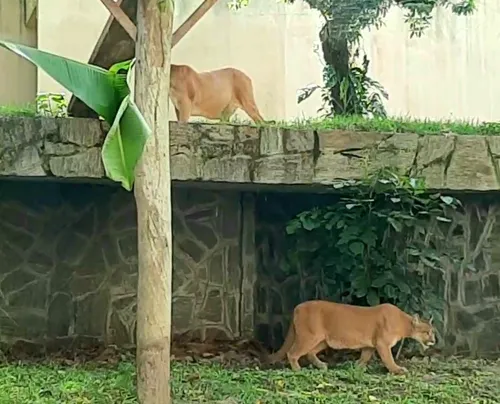 
				
					Dia Nacional da Caatinga: veja quais espécies de animais do bioma podem desaparecer
				
				