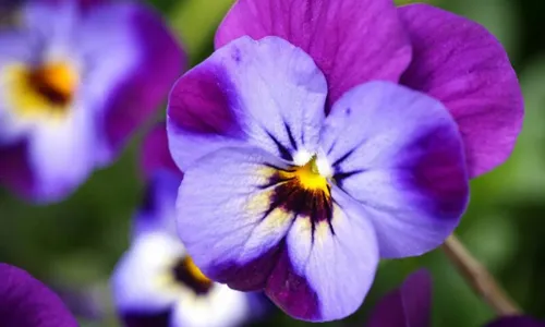 
                                        
                                            "A última violeta partiu". Não há mais as tias de Zé Ramalho, as filhas do Avôhai
                                        
                                        