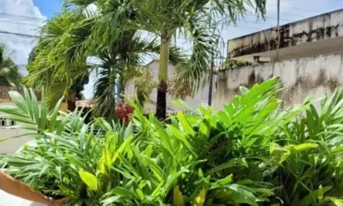 
                                        
                                            Vice-prefeita da Paraíba faz doação de 340 mudas de palmeiras cultivadas na pandemia
                                        
                                        