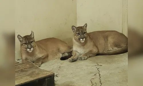 
				
					Bica encerra censo que tem como objetivo preservar animais do local, em João Pessoa
				
				