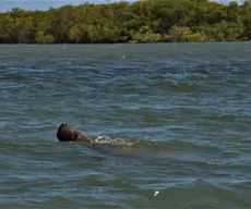 Encalhes de filhotes de peixes-bois-marinhos no Nordeste têm relação com perda de áreas de manguezal e estuário