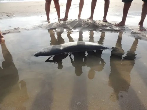 
				
					Encalhes de filhotes de peixes-bois-marinhos no Nordeste têm relação com perda de áreas de manguezal e estuário
				
				