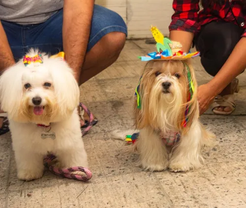 
				
					Pet shops investem em comemorações juninas para cães
				
				