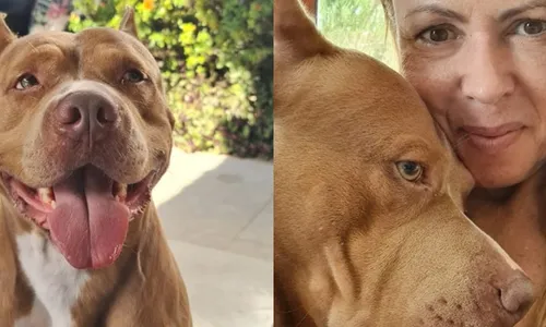 
                                        
                                            Justiça determina que cão da raça pitbull seja retirado de condomínio
                                        
                                        