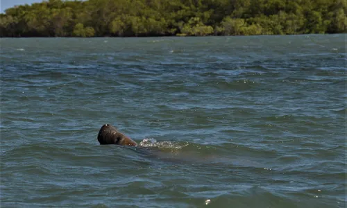 
                                        
                                            Encalhes de filhotes de peixes-bois-marinhos no Nordeste têm relação com perda de áreas de manguezal e estuário
                                        
                                        