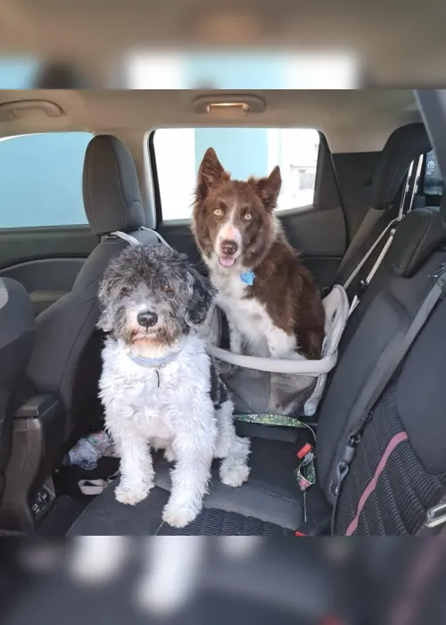 
                                        
                                            Cães: como lidar com o medo de andar de carro?
                                        
                                        