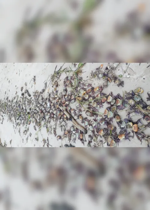 
                                        
                                            Centenas de caranguejos mortos são achados na praia de Acaú, em Pitimbu
                                        
                                        