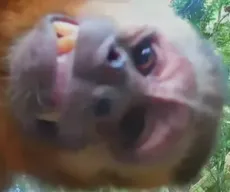 Macaco-prego na Bica faz 'selfie': entenda o que pode provocar interação animal com câmeras