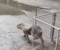 Capivara é resgatada dentro de empresa, em Cabedelo