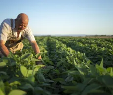 Sicredi disponibiliza mais de R$ 50 bilhões em crédito para produtores rurais; Norte e Nordeste serão contemplados