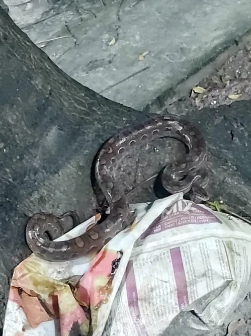 
				
					Cobra do tipo jiboia arco-íris é encontrada no quintal de uma casa, em Cabedelo
				
				