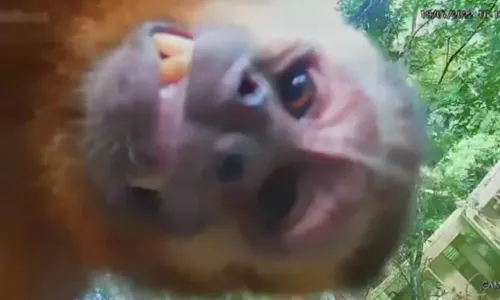 
                                        
                                            Macaco-prego na Bica faz 'selfie': entenda o que pode provocar interação animal com câmeras
                                        
                                        