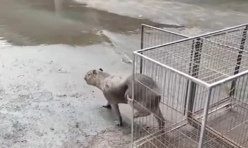 
                                        
                                            Capivara é resgatada dentro de empresa, em Cabedelo
                                        
                                        