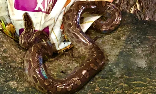 
                                        
                                            Cobra do tipo jiboia arco-íris é encontrada no quintal de uma casa, em Cabedelo
                                        
                                        