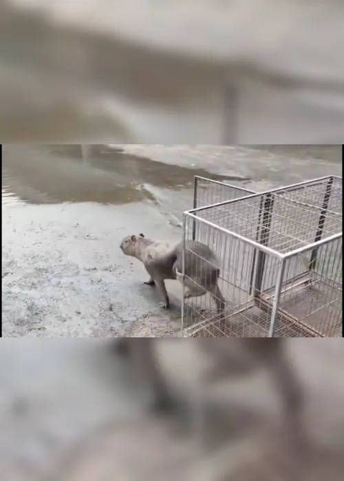 
                                        
                                            Capivara é resgatada dentro de empresa, em Cabedelo
                                        
                                        