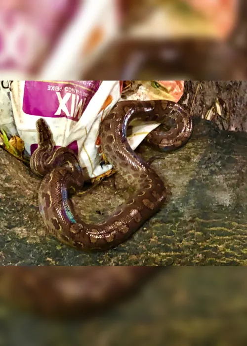 
                                        
                                            Cobra do tipo jiboia arco-íris é encontrada no quintal de uma casa, em Cabedelo
                                        
                                        
