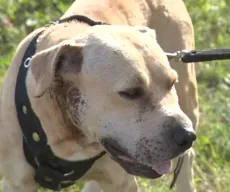 Cachorros da raça pitbull são abandonados em Campina Grande; tutores podem responder criminalmente