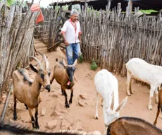 Produção de leite de cabra da cidade de Prata é tradicional e uma das melhores do Brasil
