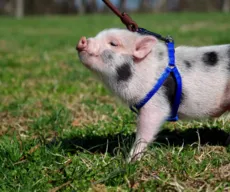 Mini porco: o que preciso saber antes de ter um?