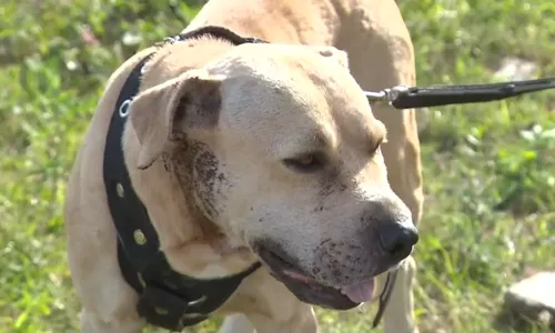 
                                        
                                            Cachorros da raça pitbull são abandonados em Campina Grande; tutores podem responder criminalmente
                                        
                                        