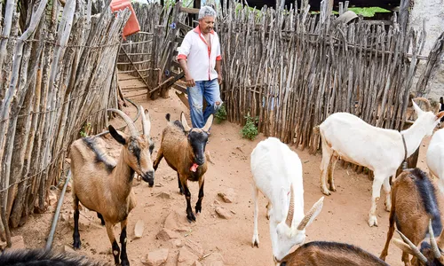 
                                        
                                            Produção de leite de cabra da cidade de Prata é tradicional e uma das melhores do Brasil
                                        
                                        