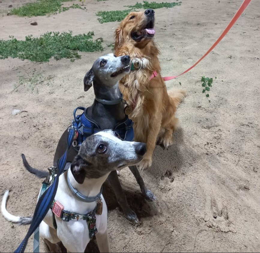 
                                        
                                            Coisas que todo tutor de cães deveria saber sobre os passeios!
                                        
                                        