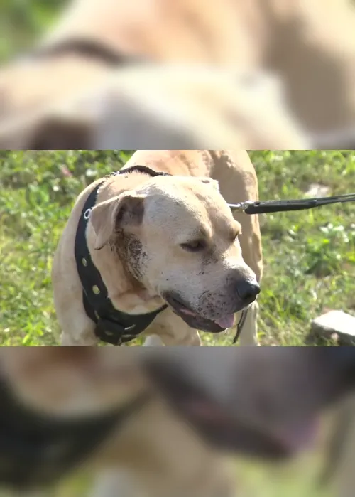 
                                        
                                            Cachorros da raça pitbull são abandonados em Campina Grande; tutores podem responder criminalmente
                                        
                                        