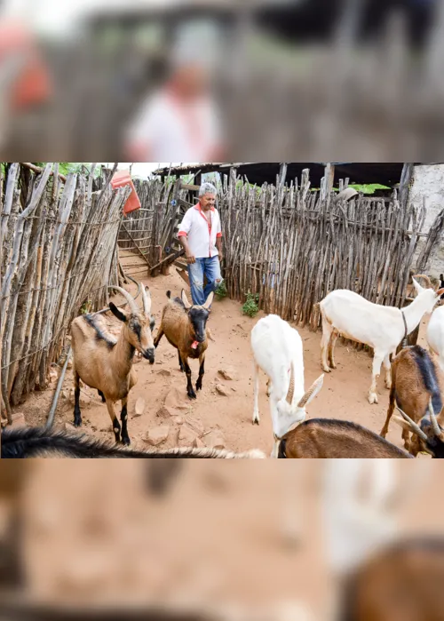 
                                        
                                            Produção de leite de cabra da cidade de Prata é tradicional e uma das melhores do Brasil
                                        
                                        