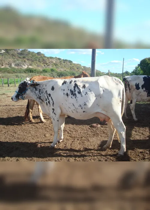 
                                        
                                            Rebanho bovino da Paraíba cresce 13% nos últimos cinco anos, diz Sebrae
                                        
                                        