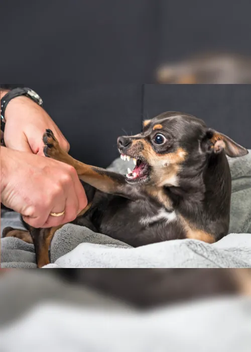 
                                        
                                            Pets e vídeos que viralizam
                                        
                                        