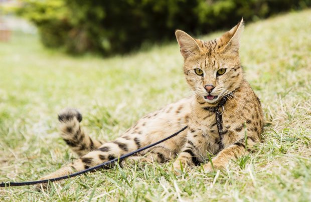 
				
					Gatos: saiba mais sobre a raça híbrida Savannah
				
				