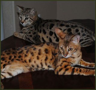 
				
					Gatos: saiba mais sobre a raça híbrida Savannah
				
				