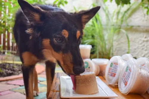 
				
					Petiscos naturais: receitas seguras para agradar seu cãozinho
				
				