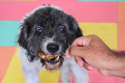 
				
					Petiscos naturais: receitas seguras para agradar seu cãozinho
				
				