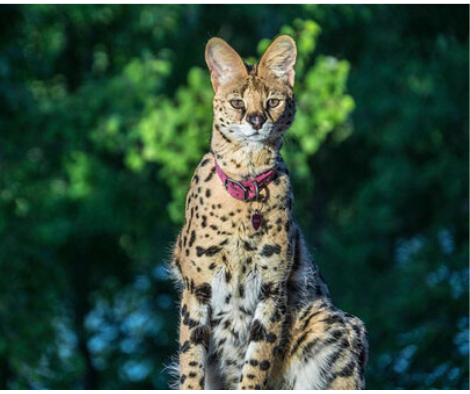 
                                        
                                            Gatos: saiba mais sobre a raça híbrida Savannah
                                        
                                        