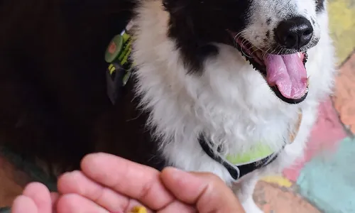 
                                        
                                            Petiscos naturais: receitas seguras para agradar seu cãozinho
                                        
                                        