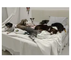Cães que dormem na cama desenvolvem ansiedade de separação: verdade ou mito?