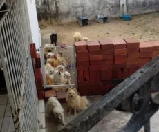 Cachorros da raça Spitz resgatados de canil aguardam Justiça para adoção