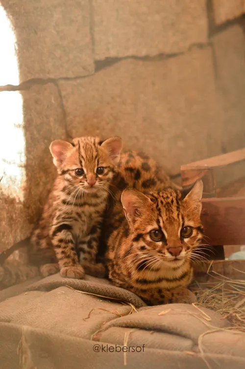 
				
					Filhotes de três animais ameaçados de extinção nascem na Bica
				
				