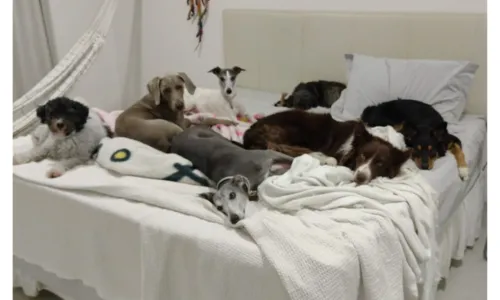 
                                        
                                            Cães que dormem na cama desenvolvem ansiedade de separação: verdade ou mito?
                                        
                                        