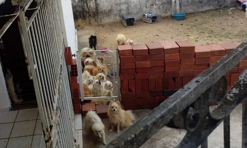 
                                        
                                            Cachorros da raça Spitz resgatados de canil aguardam Justiça para adoção
                                        
                                        