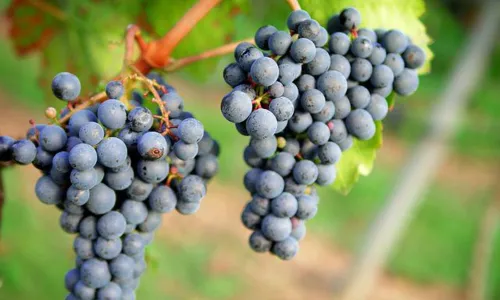 
                                        
                                            Gosta de vinhos? A Tour Fácil traz as dicas de passeios nas vinícolas na Serra Gaúcha
                                        
                                        
